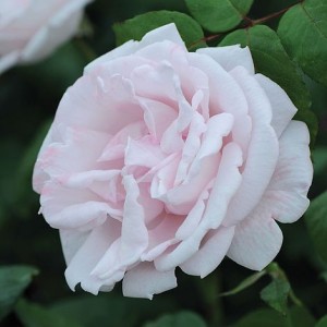 RACQUEL (hybrid tea)